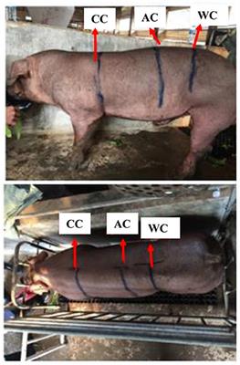 Genome-Wide Association Analysis Reveals Genetic Loci and Candidate Genes for Chest, Abdominal, and Waist Circumferences in Two Duroc Pig Populations